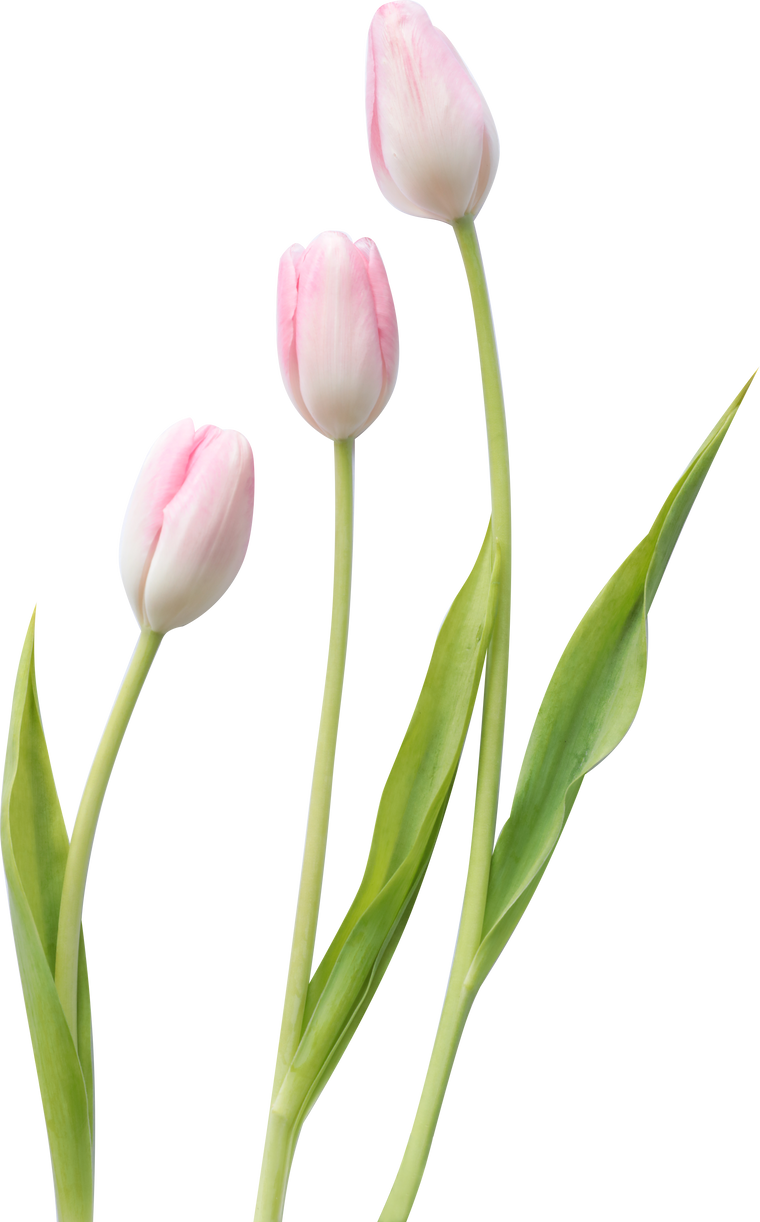 Three Tulips with Stems and Leaves
