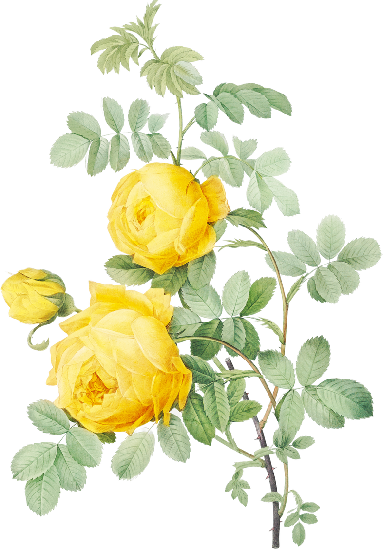 Yellow Rose Illustration